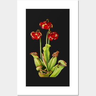 Purple Pitcherplant - Sarracenia Purpurea- Walcott - Botanical Illustration Posters and Art